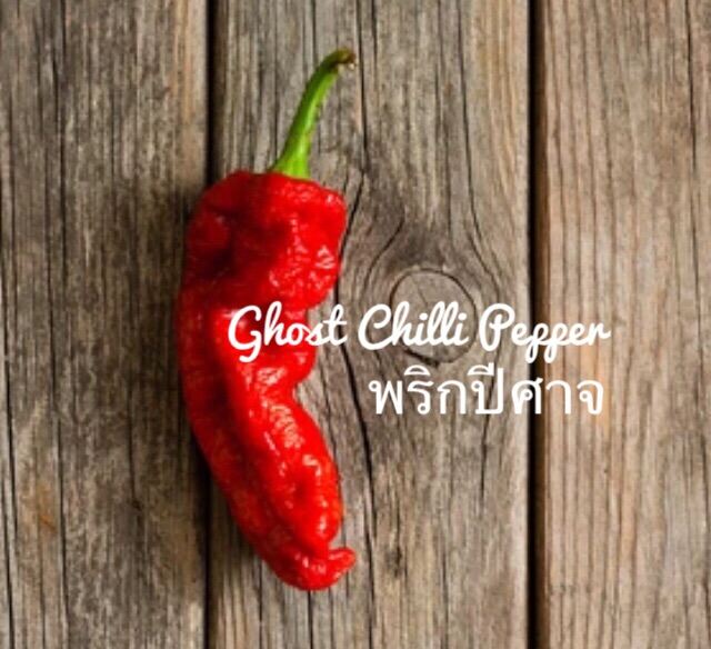 เมล็ดพันธ์ุ พริก ปีศาจ พริกผิวย่น GHOST CHILLI PEPPER บรรจุ 10 เมล็ด