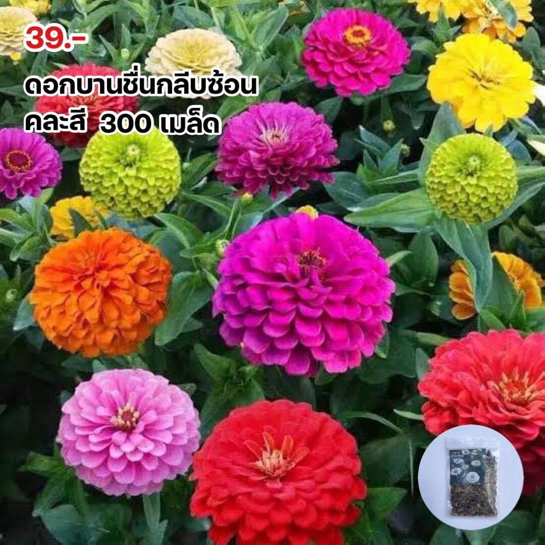 My Image 41