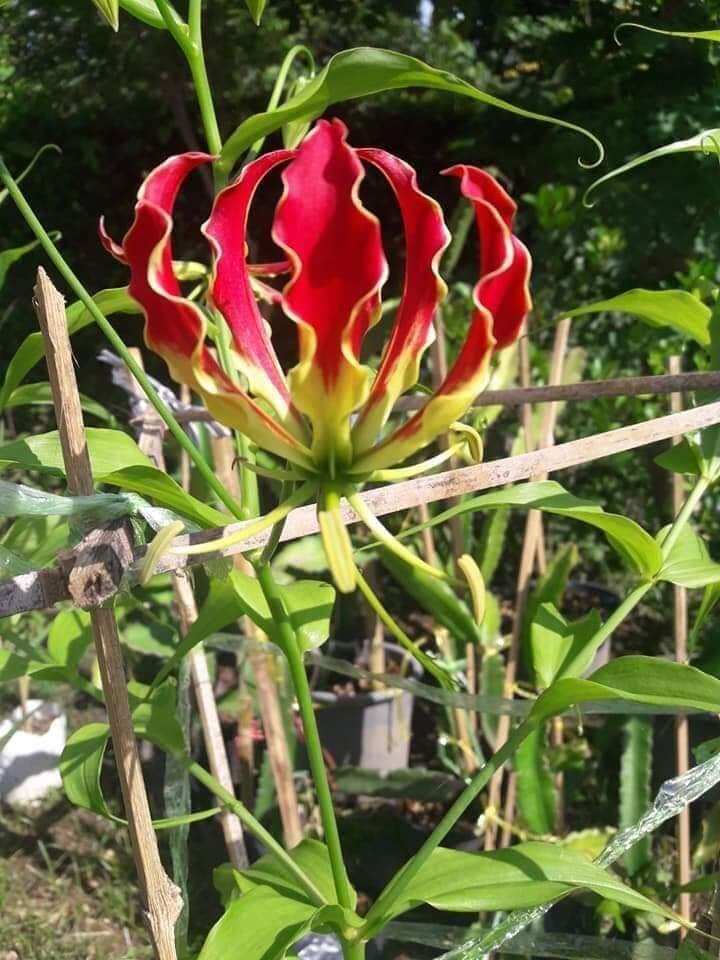 ดองดึงฮอนแลนด์ Gloriosa Rothschildianaหัวล่ะ80บาท | Lazada.co.th ดองดึงฮอนแลนด์ Gloriosa Rothschildianaหัวล่ะ80บาท | Lazada.Co.Th