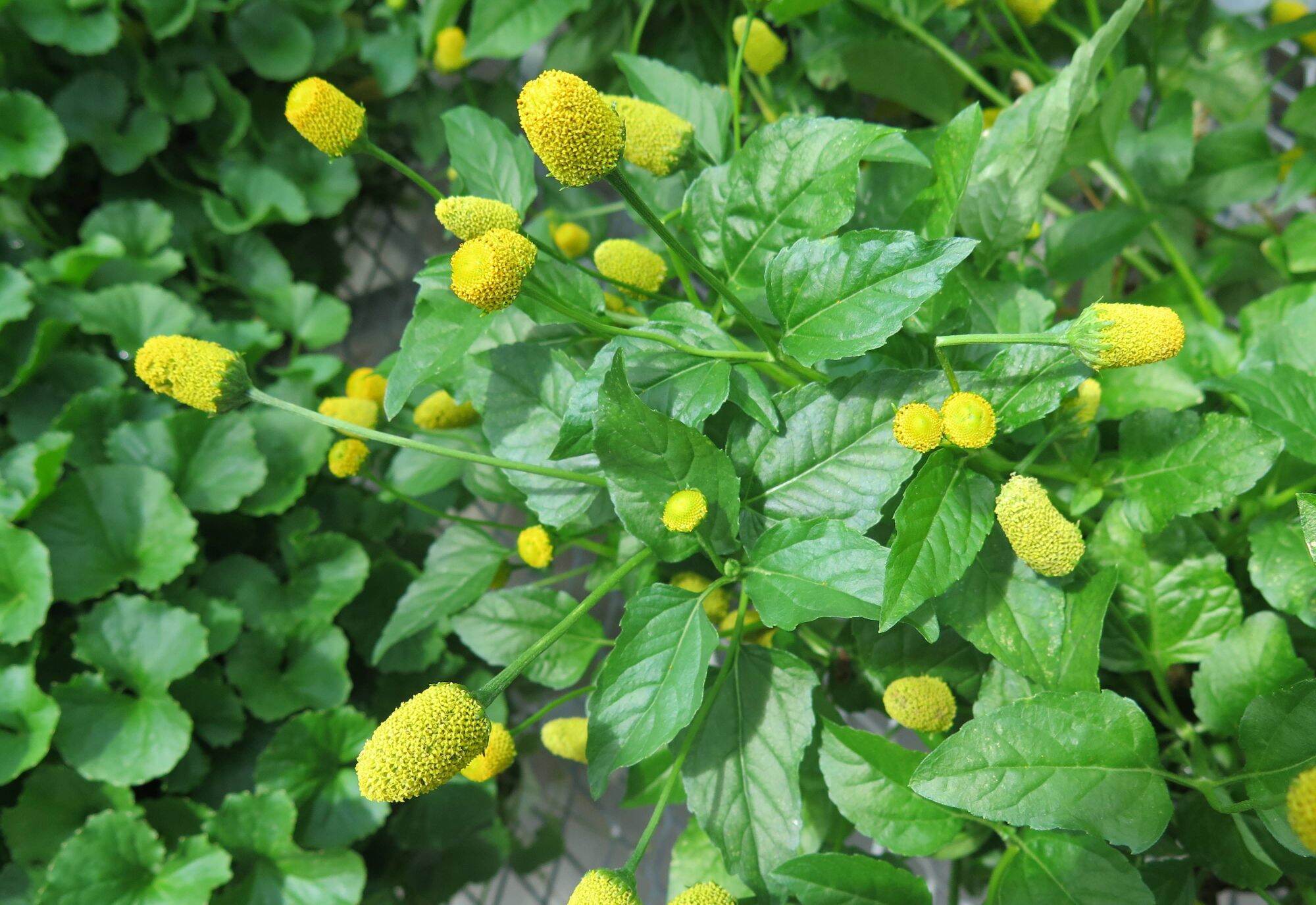 Para cress, Spilanthes oleracea (ผักคราด ; phak khraat