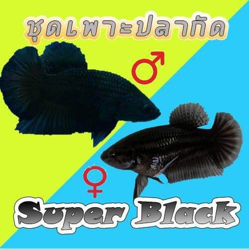 ชุดเพาะหม้อกัดดำ ซุปเปอร์แบล๊ค (Super Black Female and male)พร้อมรัด มีประกันความเสียวหาย  by AquaticGo