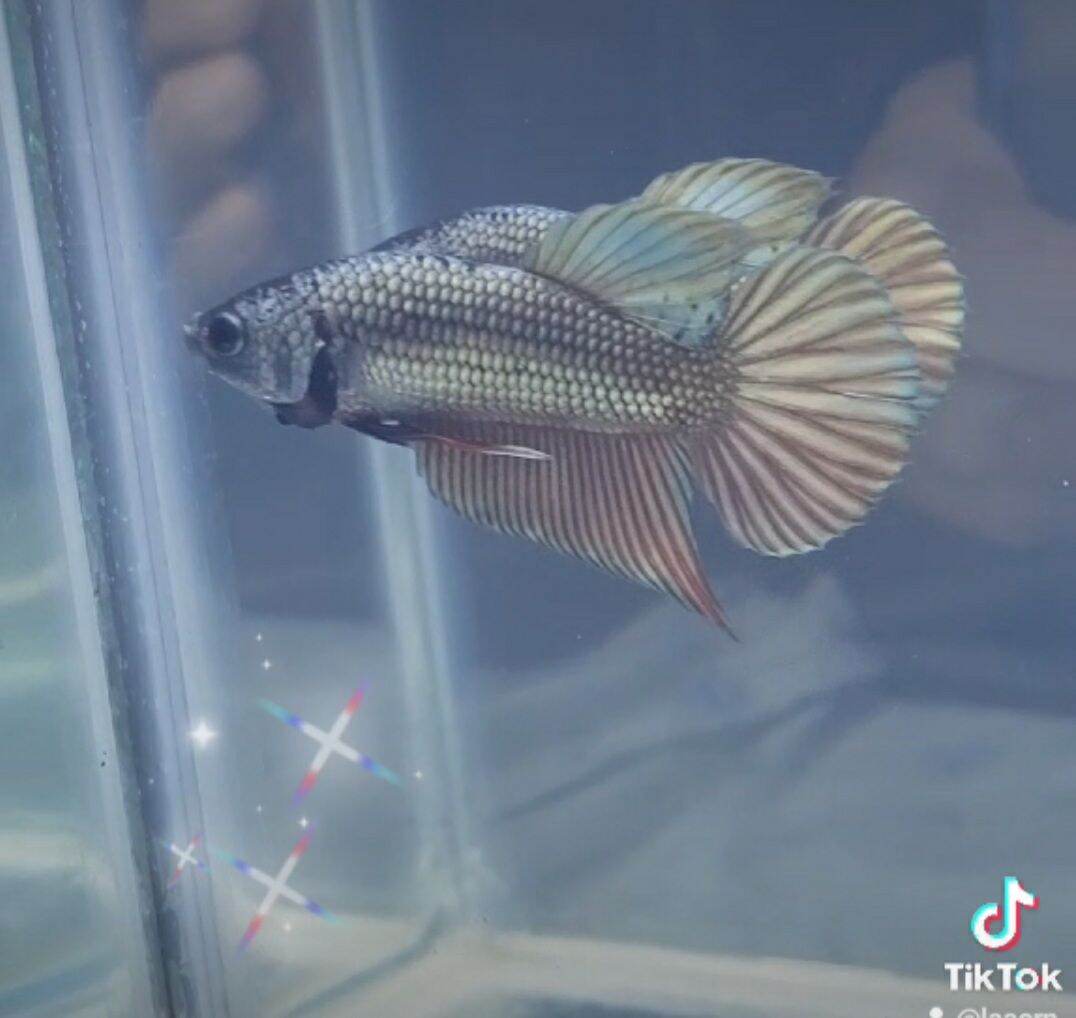 ช้อปออนไลน์ ที่ oni_fish_farm lazada.co.th