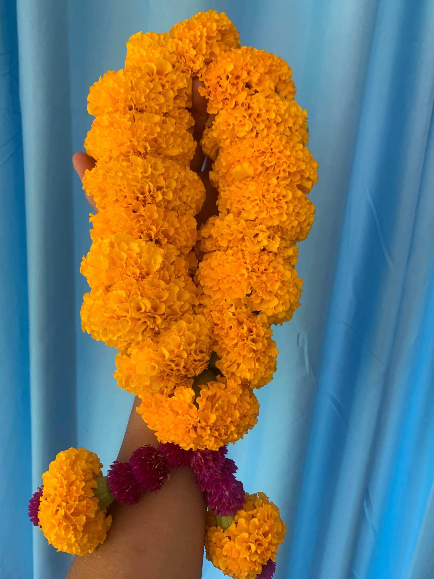 Buy 12 Get 1 Free, Fresh Marigold Garland, Male Flower, Miruzuroi 2/3 ราคา  7 บาท*ส่งฟรี