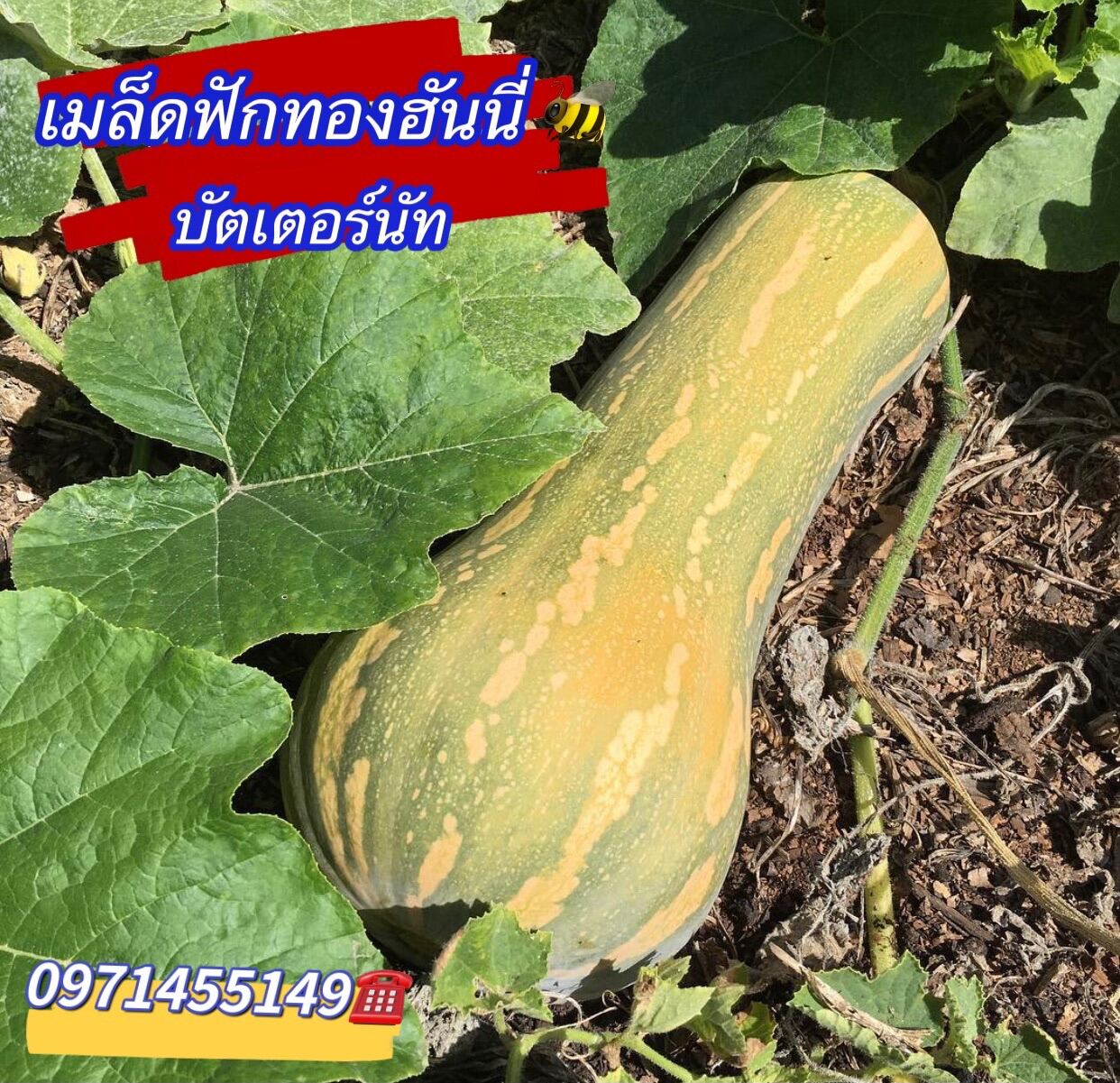 เมล็ดฟักทองฮันนี่ บัตเตอร์นัท 10เมล็ด/) Honey Pumpkin เมล็ดนำเข้า ...