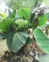 ภาพขนาดย่อของสินค้าหน่อพันธุ์กล้วยหอมเตี้ย จาก จ.นครศรีธรรมราช