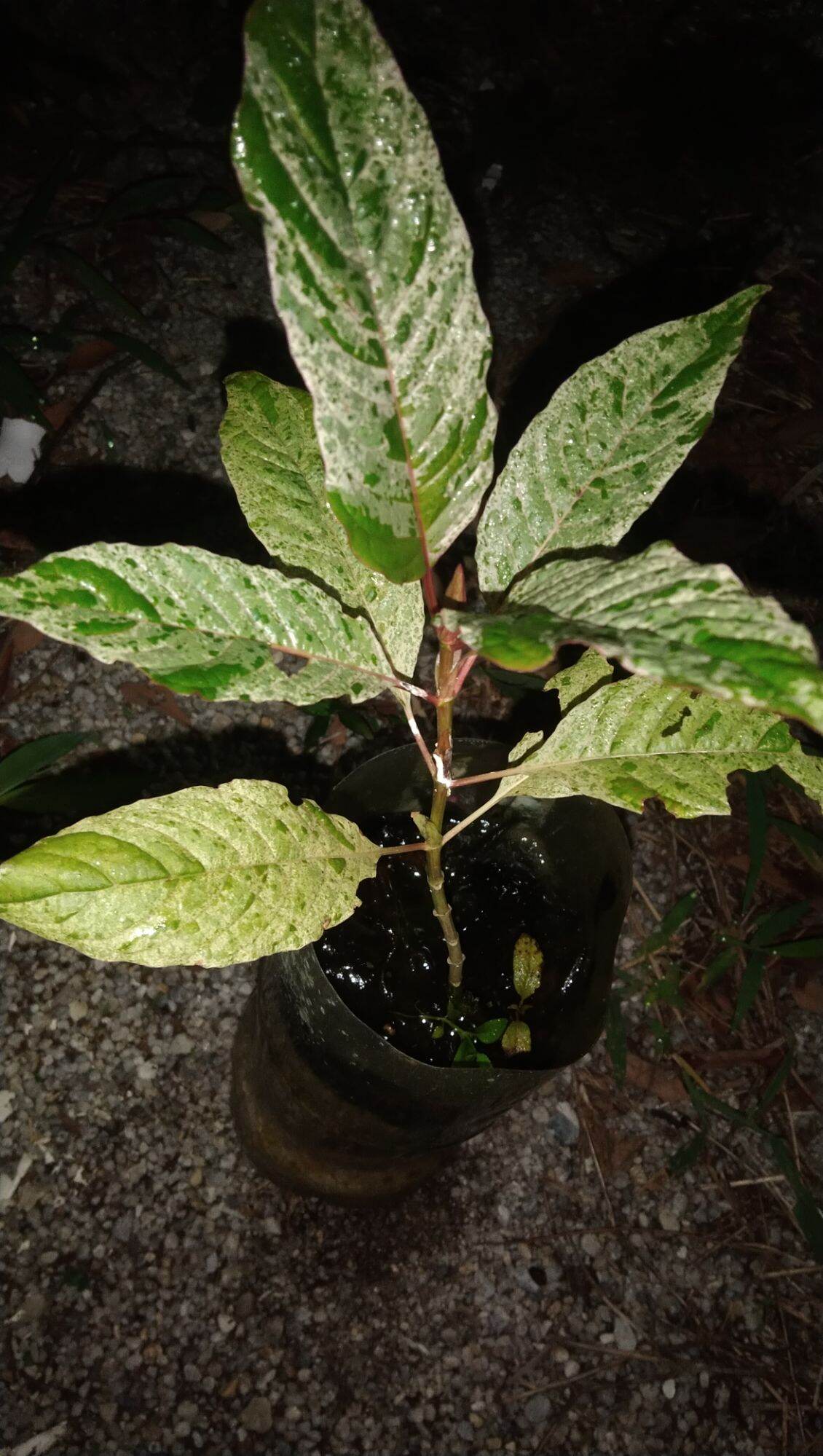 กระท่อมด่างลายหินอ่อน ราคา 1,500 บาท*ส่งฟรี