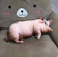 QIAOSHANG | หมอนรูปหมูน้อย