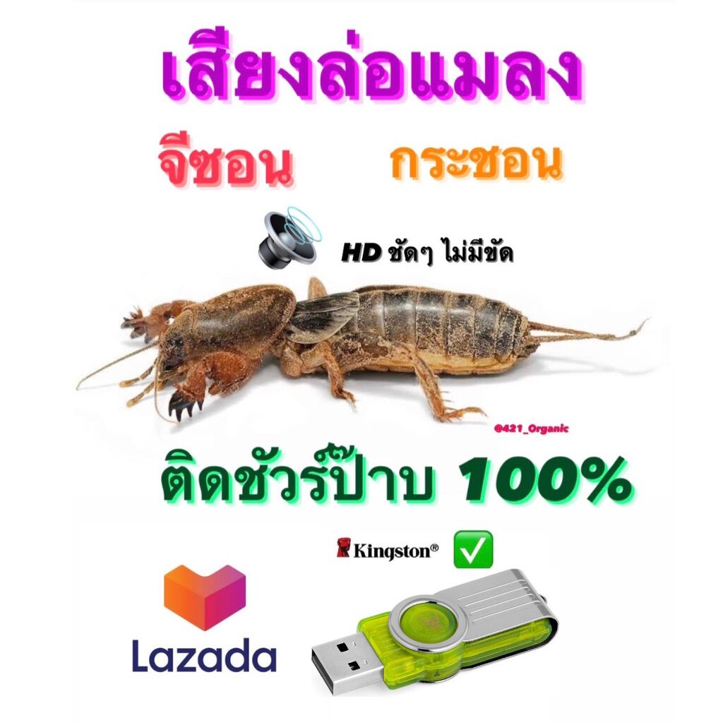 เสียงล่อแมง จีซอน เสียงต่อแมงกระชอน แฟลชไดร์ฟเสียงต่อแมงกระชอน แมงจีซอน เสียงแมงจีซอน ไม่มีโฆษนา เปิดยาวๆล่อได้ทั้งคืน - ยี่ห้อ KINGSIONS ราคา 99 บาท*ส่งฟรี